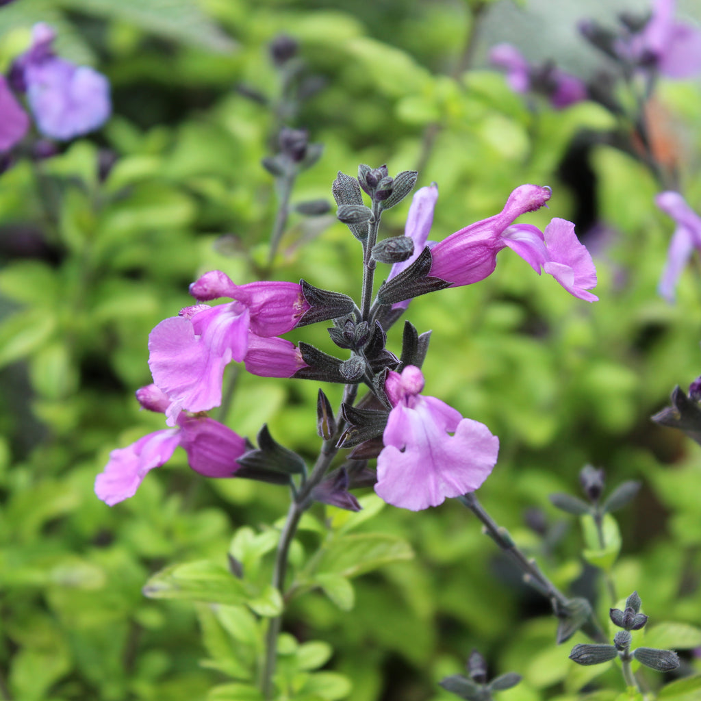 Salvia So Cool Purple Image