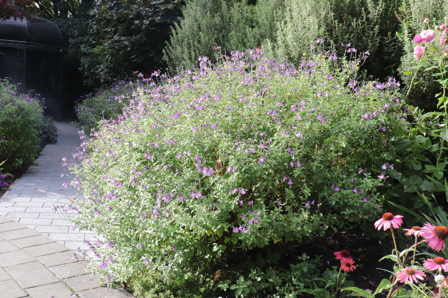 Salvia So Cool Purple 3