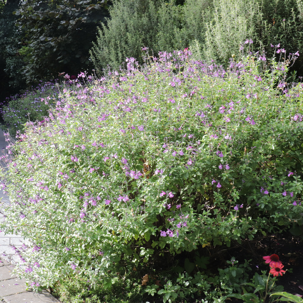 Salvia So Cool Purple Image