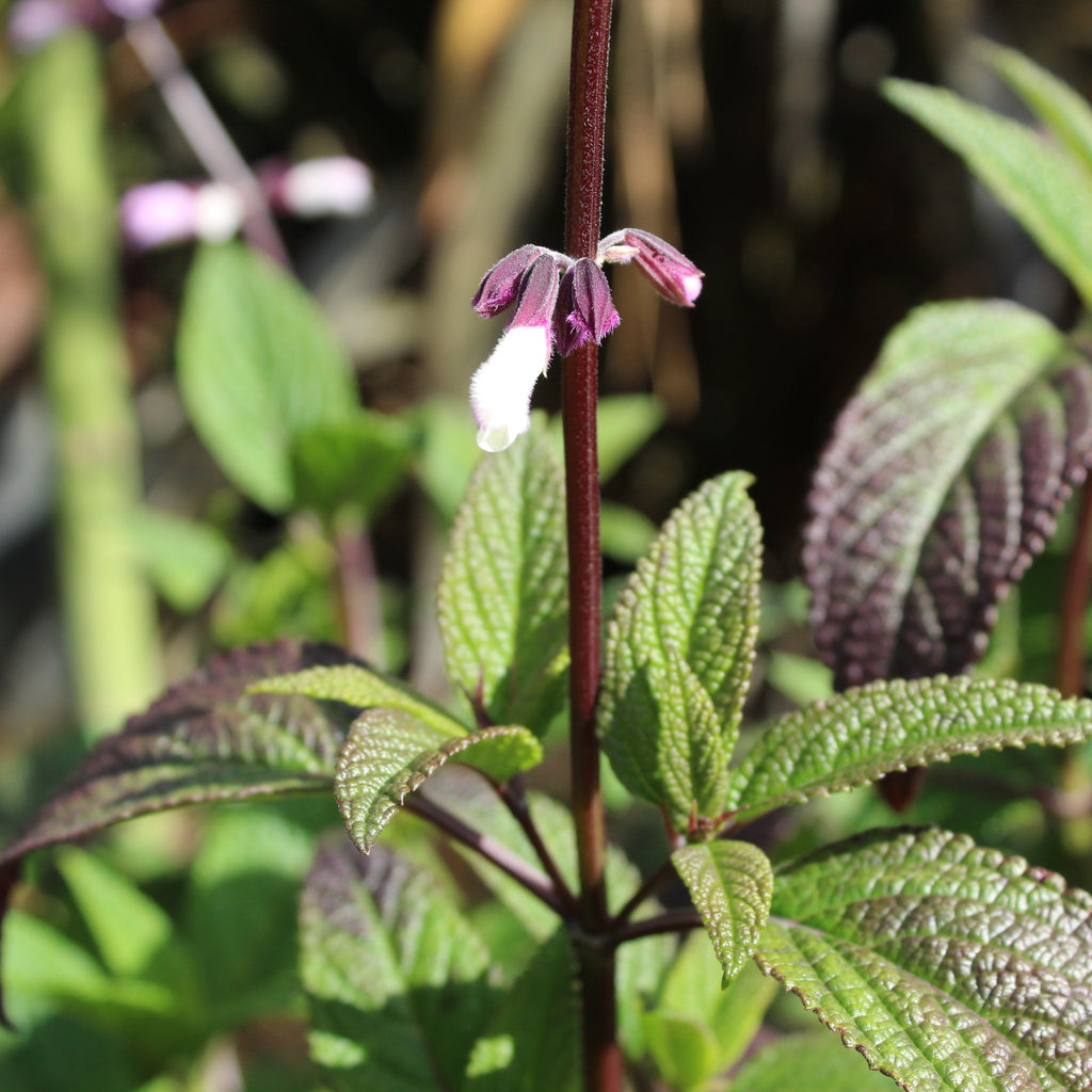 Salvia Waverly Image