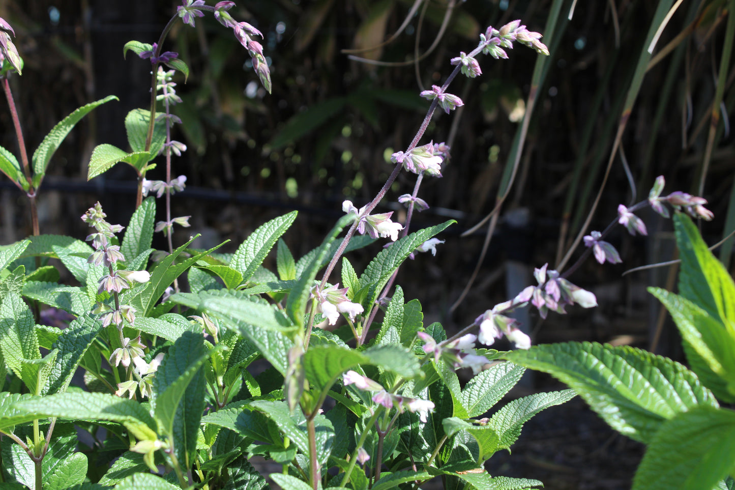 Salvia Waverly 2