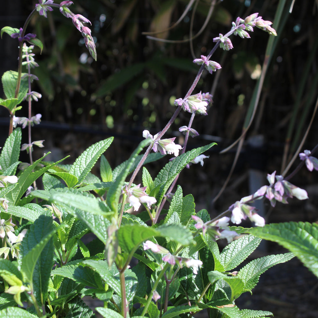 Salvia Waverly Image