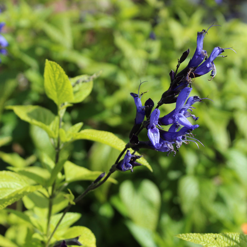 Salvia guaranitica Black and Blue Image