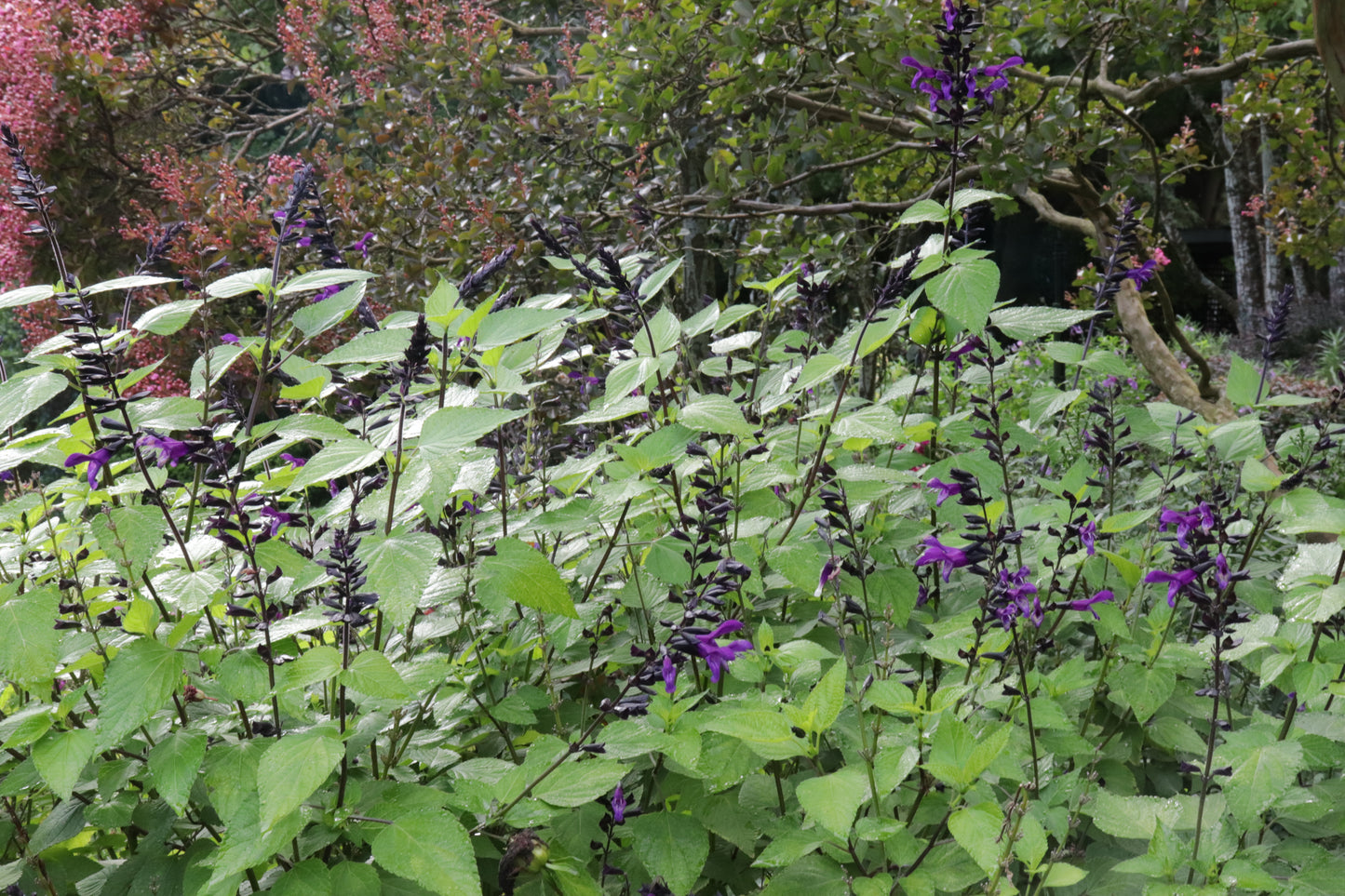 Salvia guaranitica Black and Blue 2