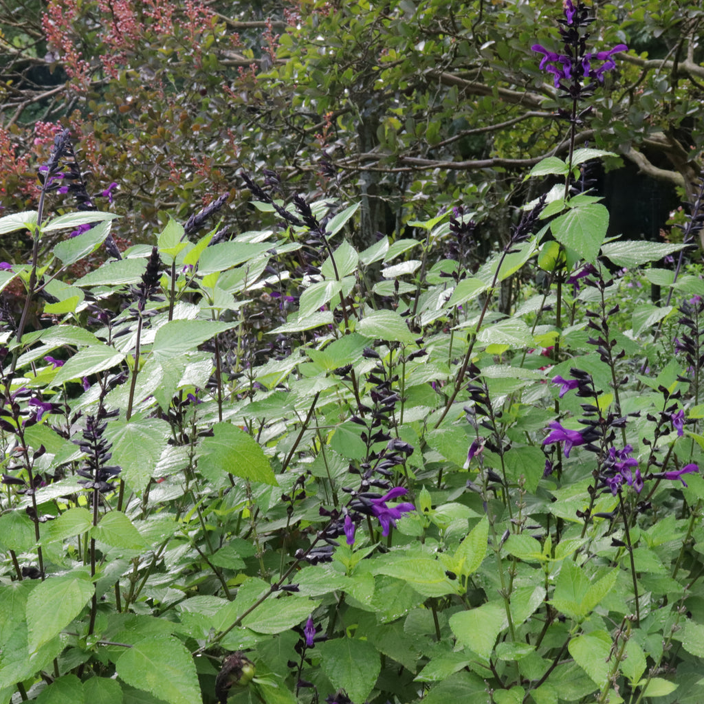 Salvia guaranitica Black and Blue Image