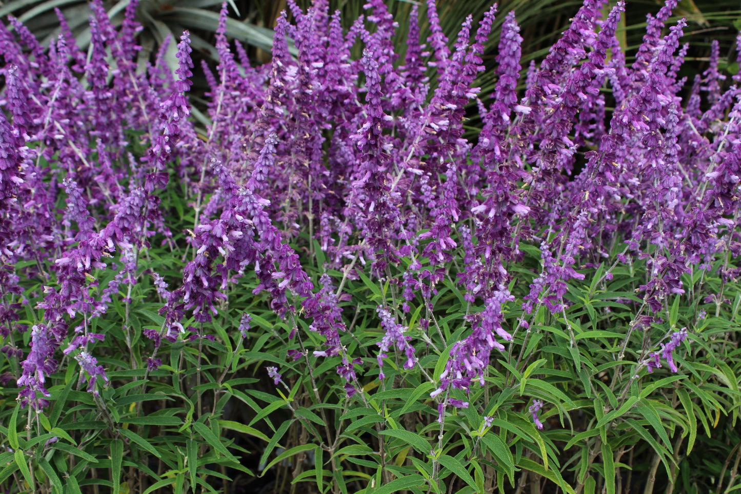 Salvia leucantha Santa Barbara