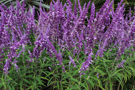 Salvia leucantha Santa Barbara