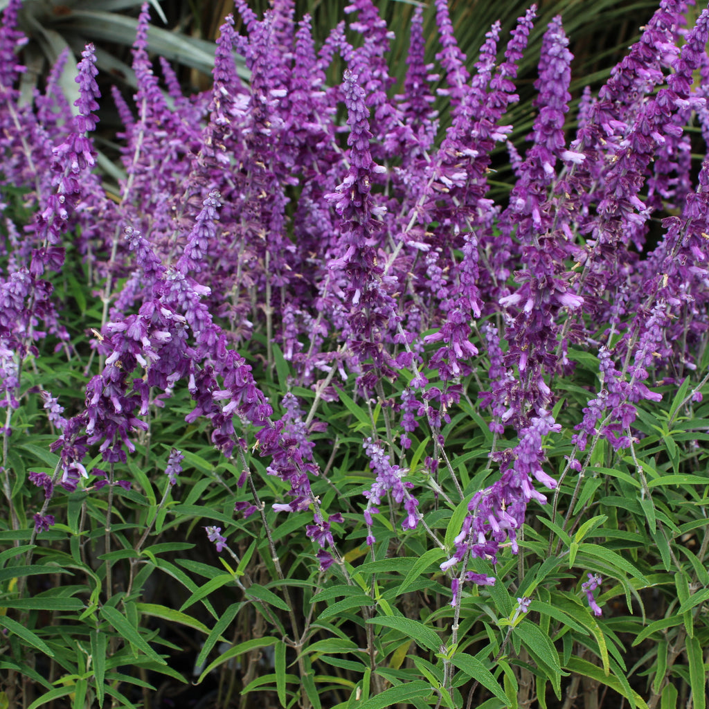 Salvia leucantha Santa Barbara Image