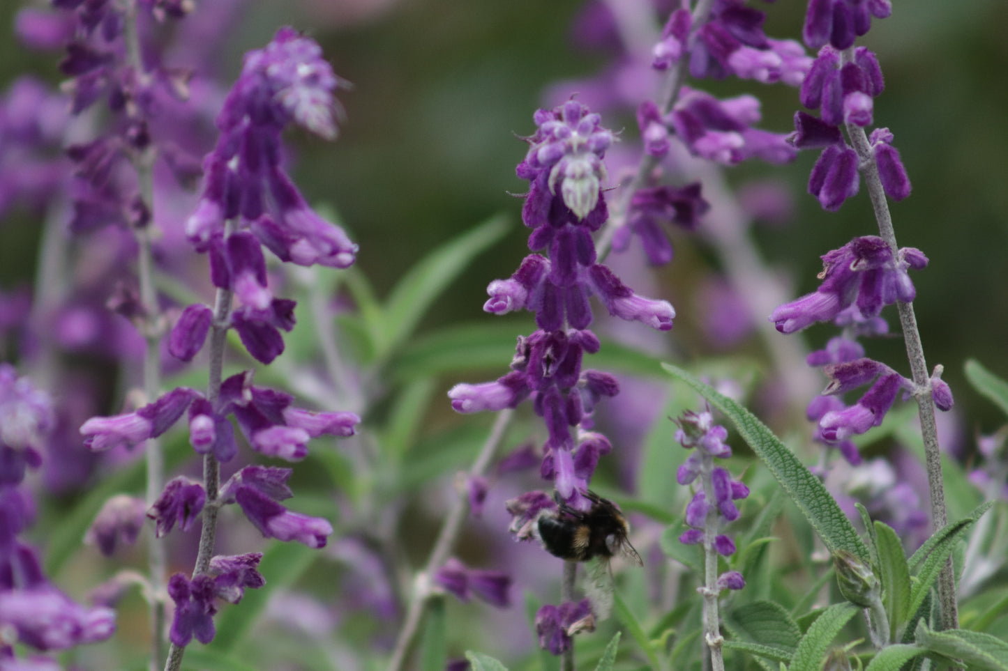 Salvia leucantha Santa Barbara 2