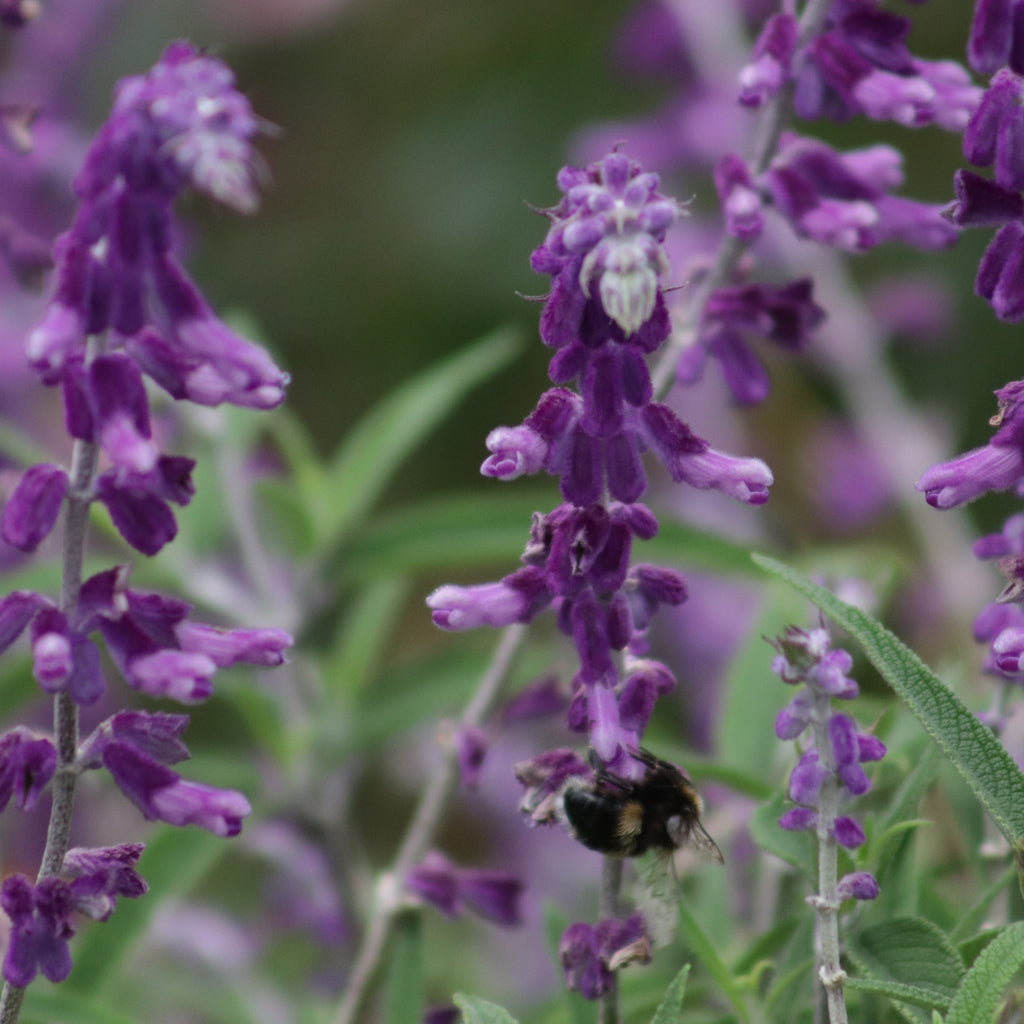 Salvia leucantha Santa Barbara Image
