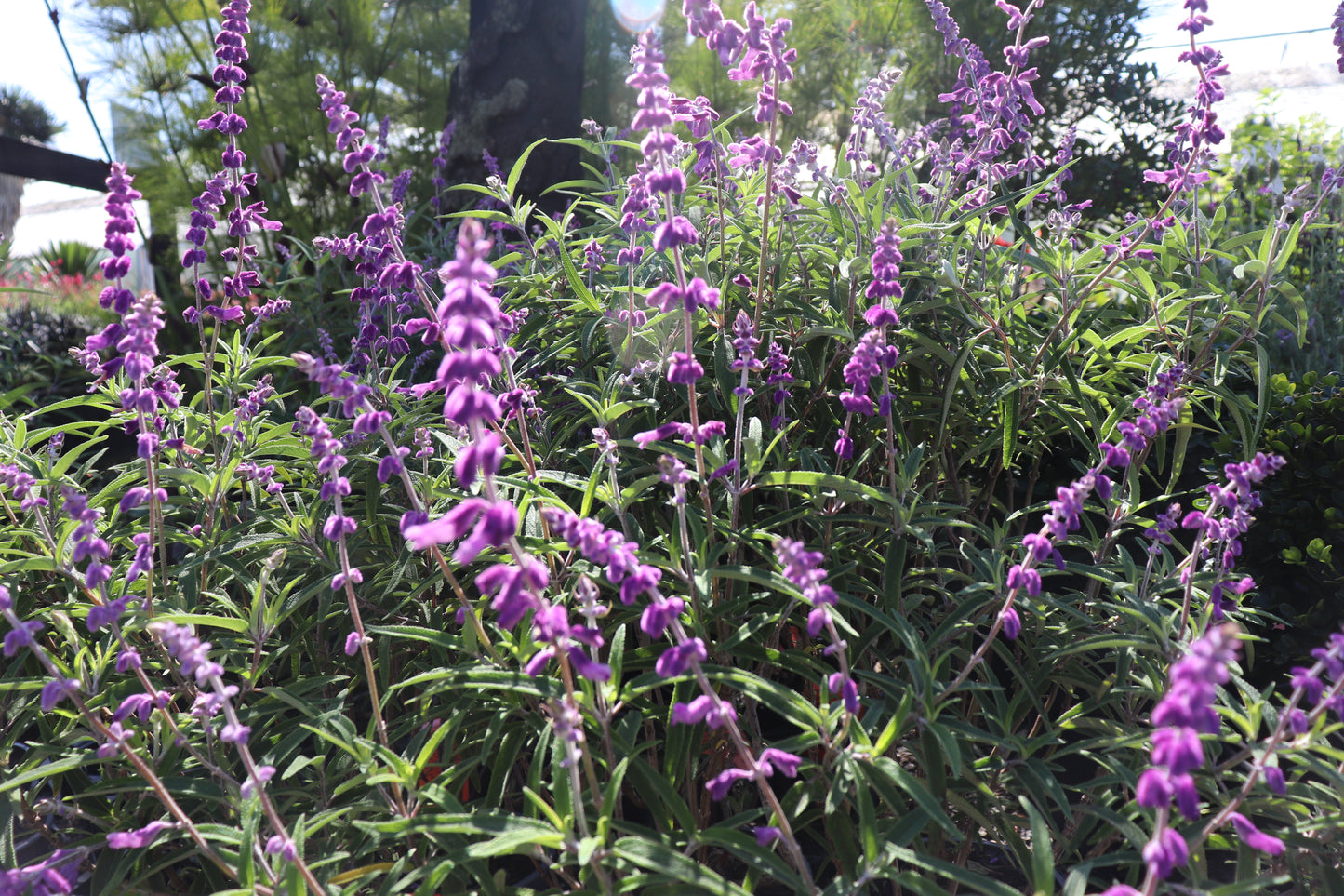 Salvia leucantha Santa Barbara 3