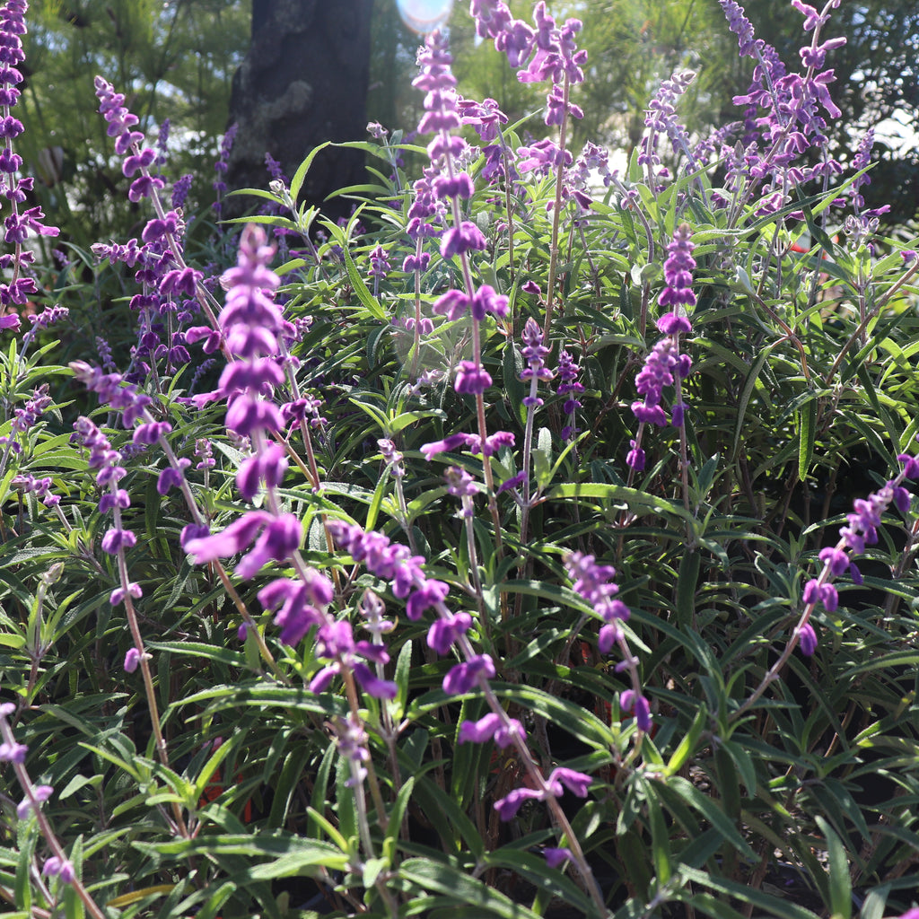 Salvia leucantha Santa Barbara Image