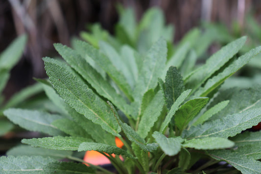 Salvia nemorosa Caradonna