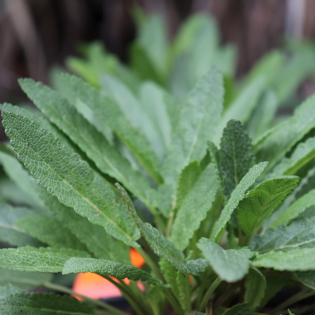 Salvia nemorosa Caradonna Image
