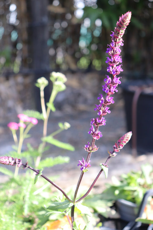 Salvia nemorosa Caradonna 2