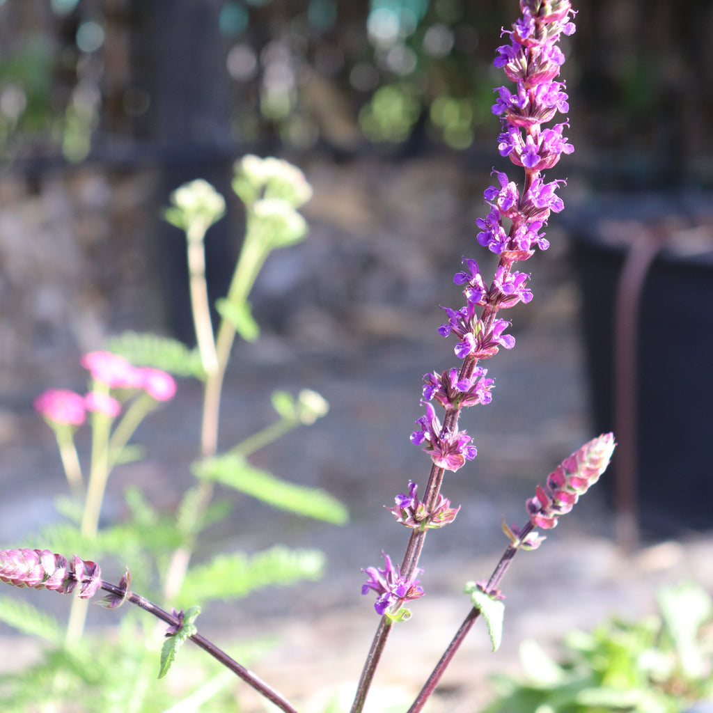 Salvia nemorosa Caradonna Image