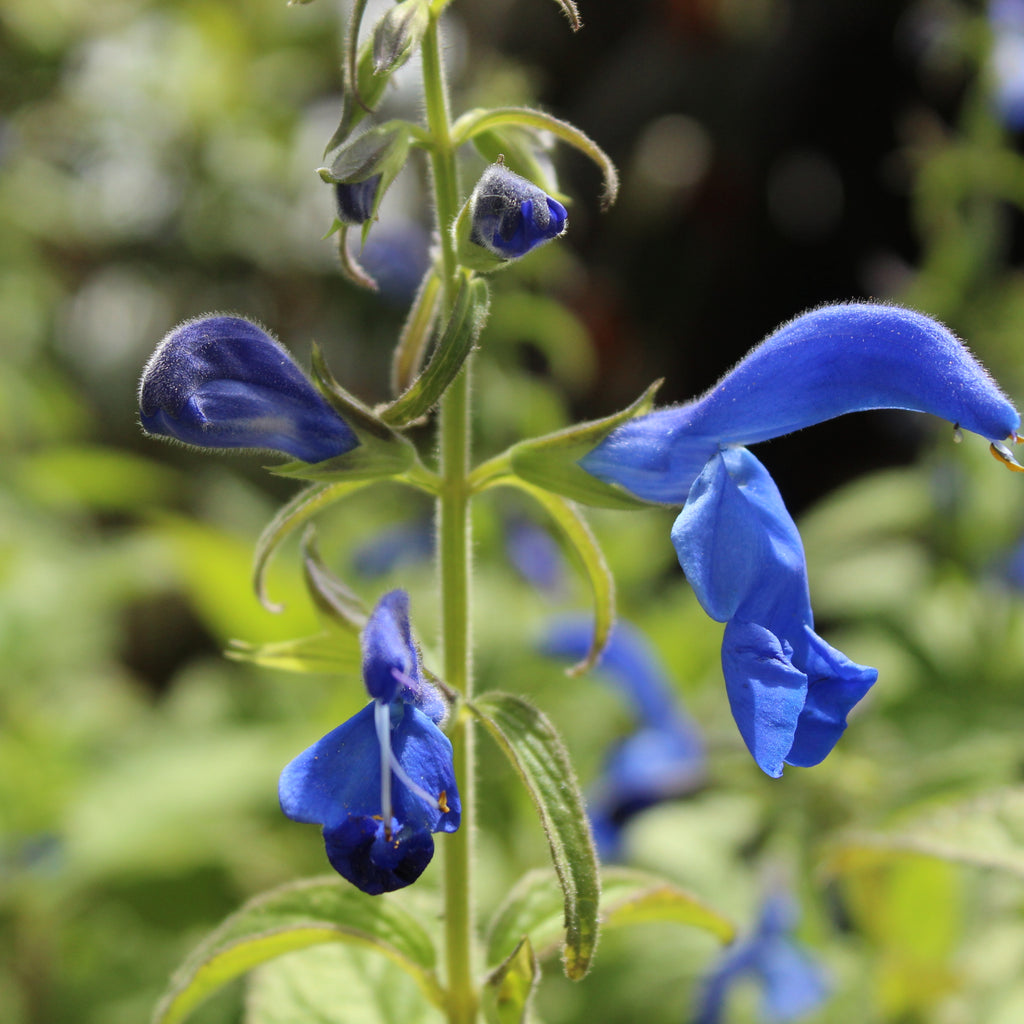 Salvia patens Deep Blue Image