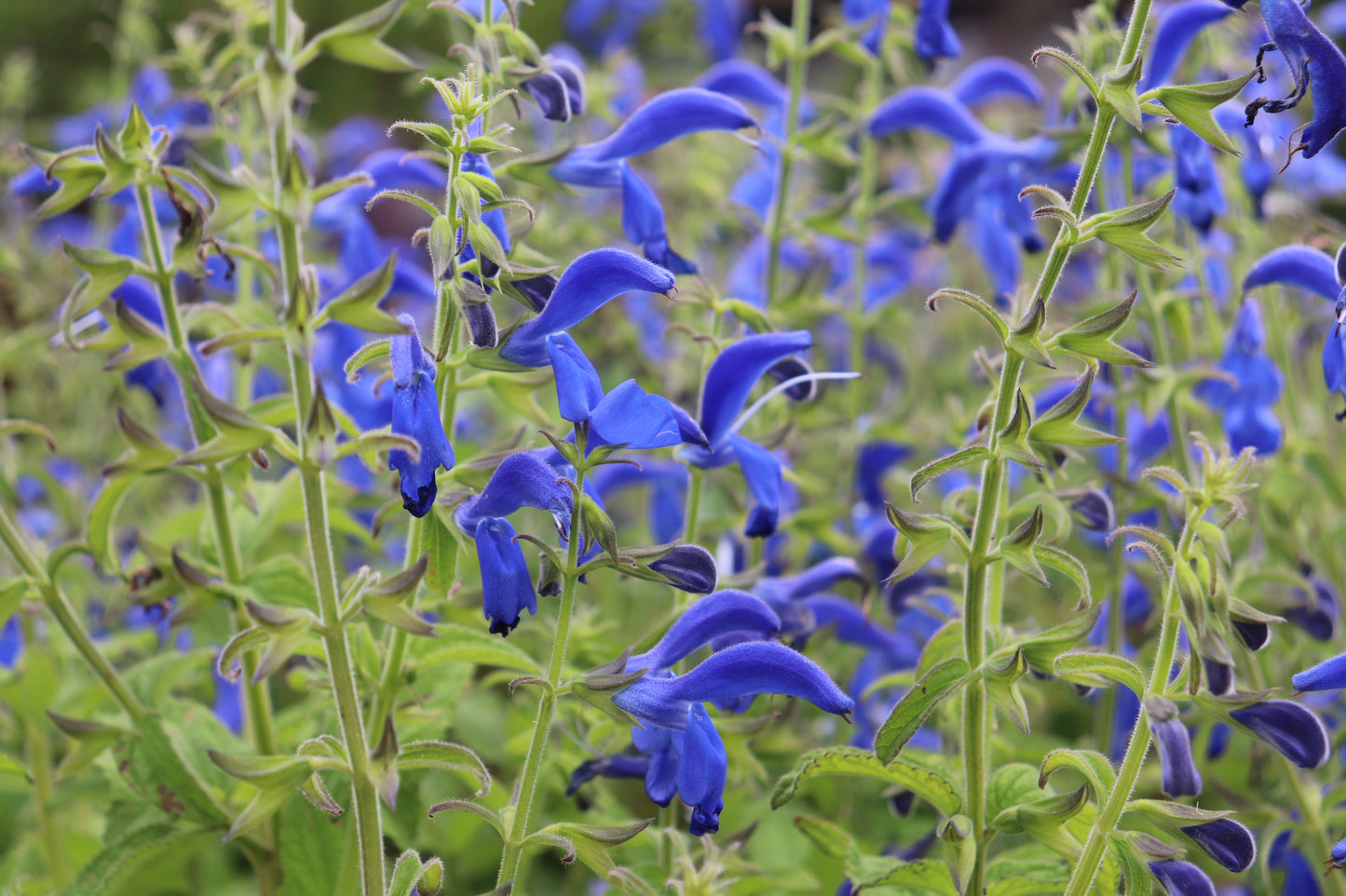 Salvia patens Deep Blue 2