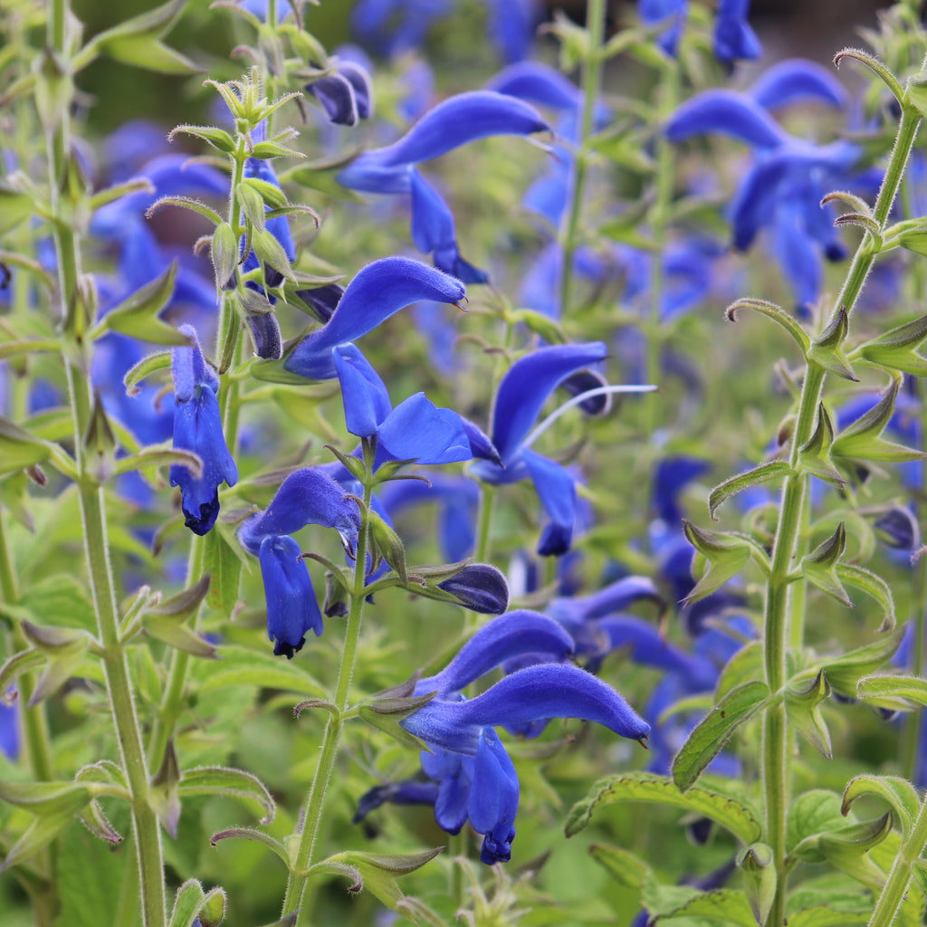 Salvia patens Deep Blue Image