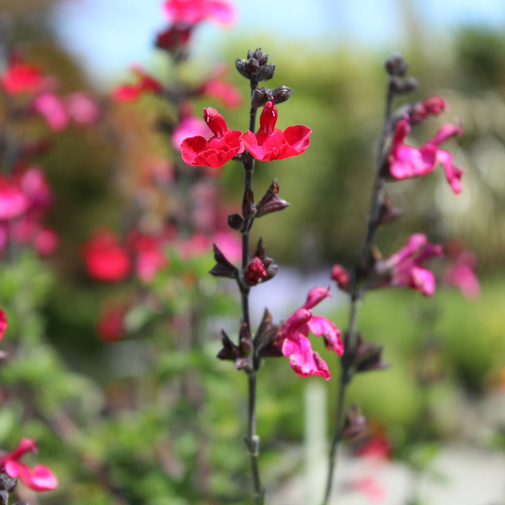Salvia Riverton Red Image