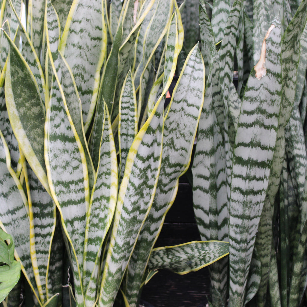 Sansevieria trifasciata Laurentii Image