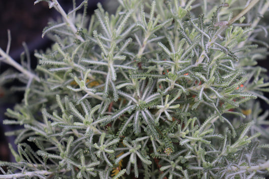 Santolina rosmarinifolius Primrose Gem