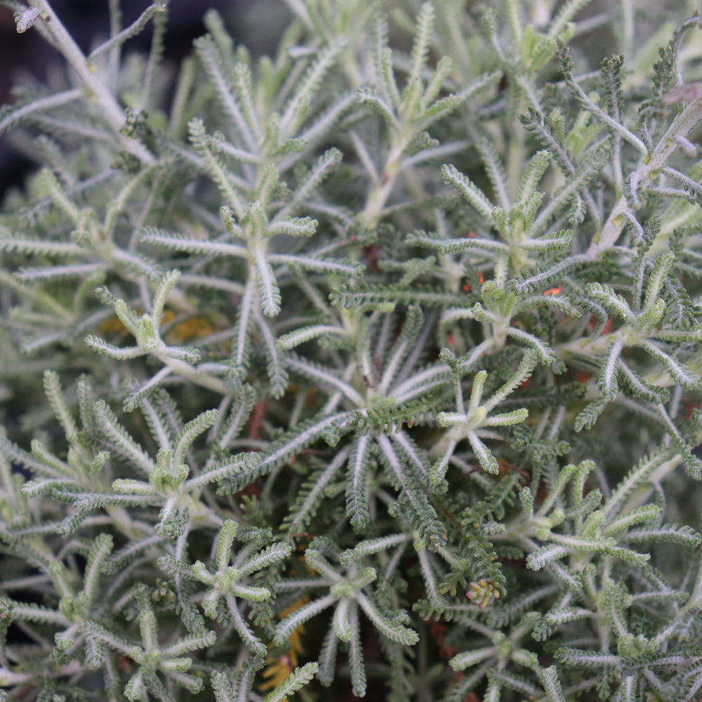 Santolina rosmarinifolius Primrose Gem Image