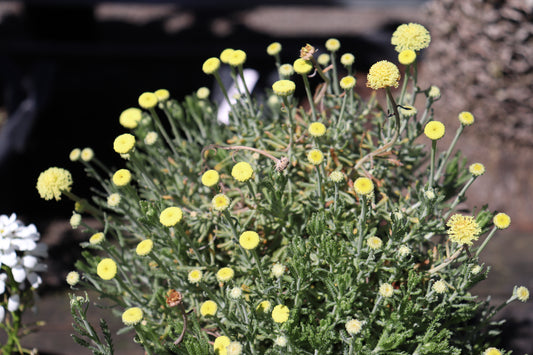Santolina rosmarinifolius Primrose Gem2