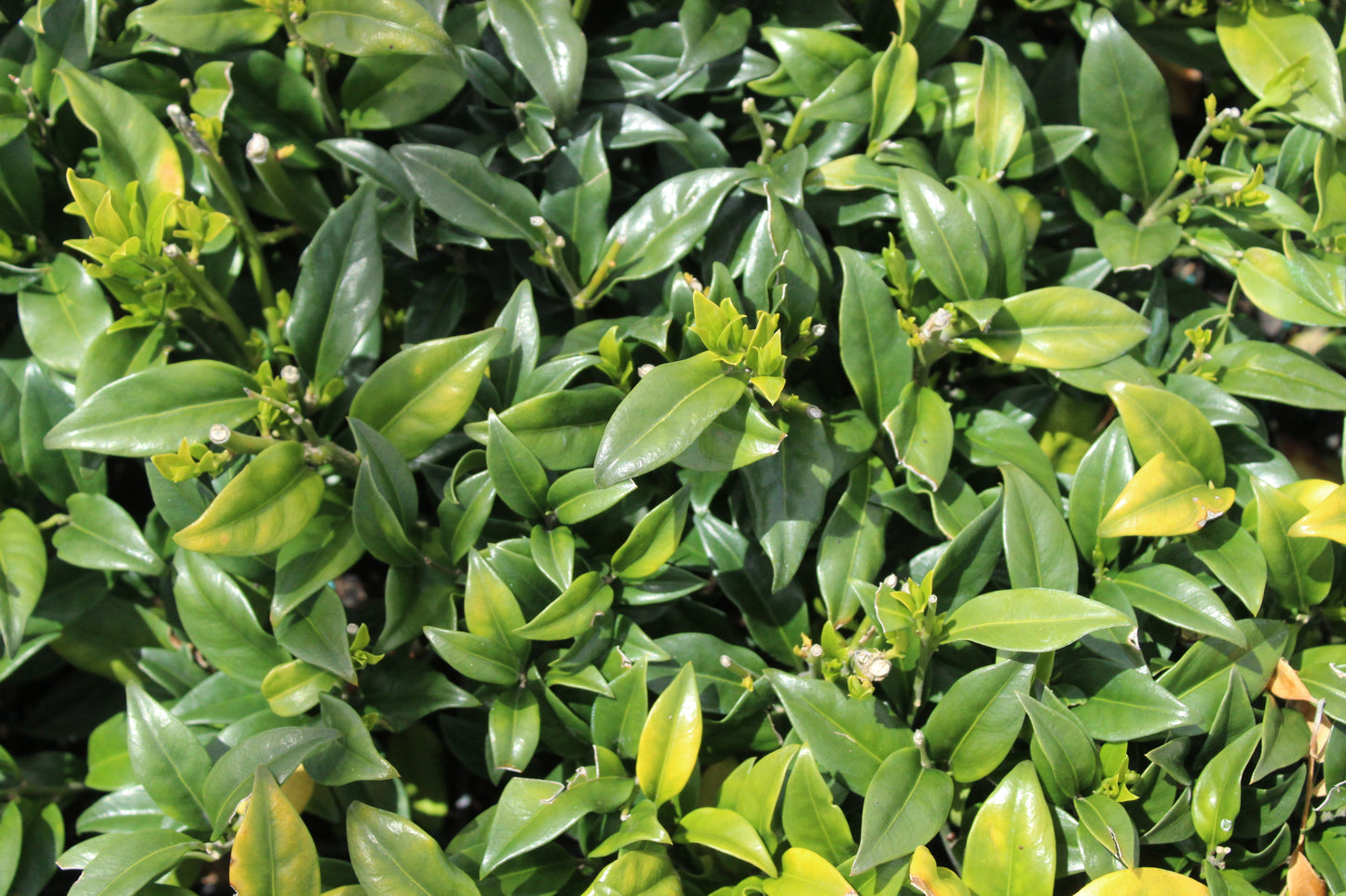 Sarcococca confusa