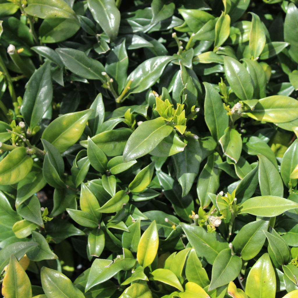 Sarcococca confusa Image