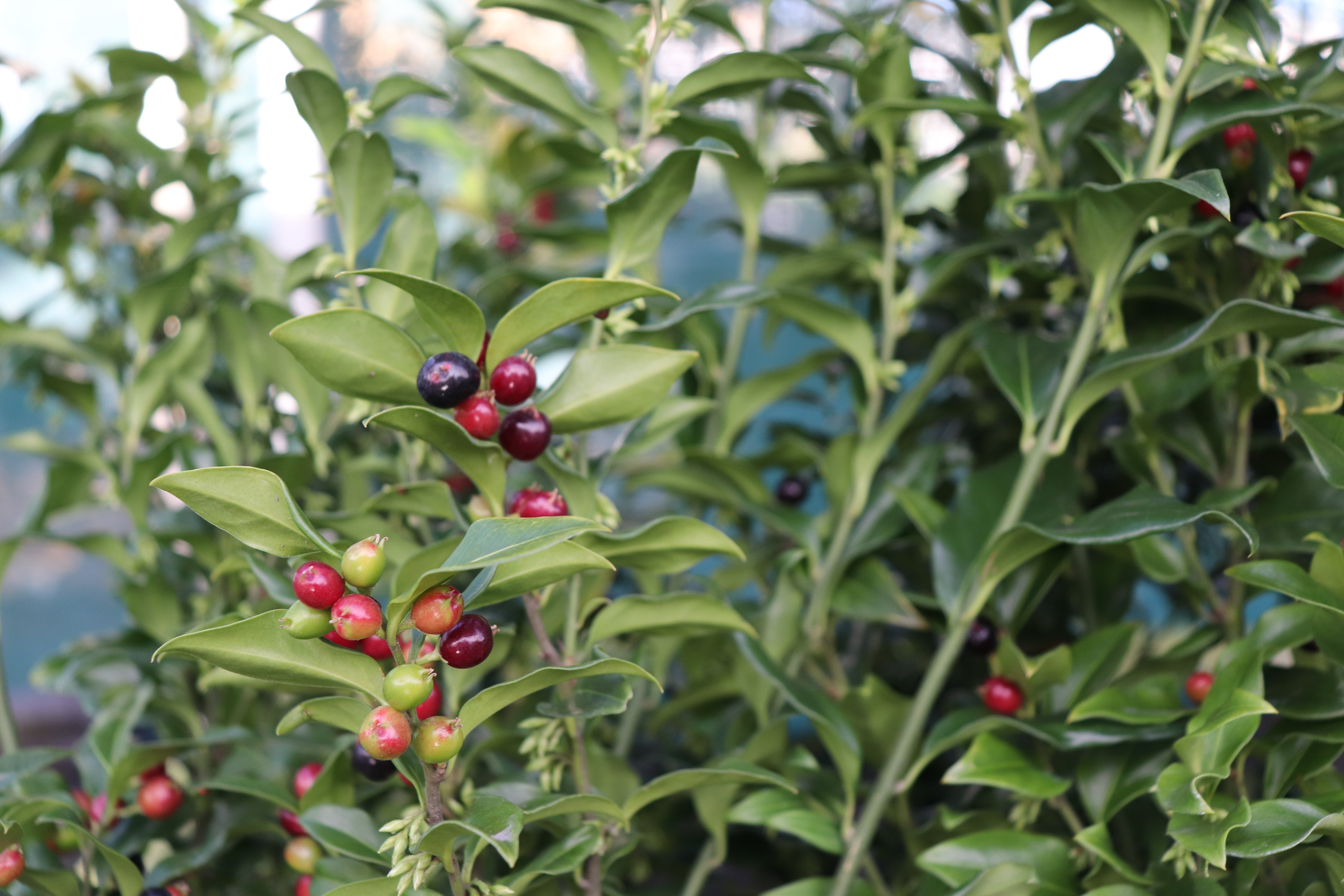 Sarcococca confusa – Texture Plants, Landscapes, Lush Lawns Christchurch