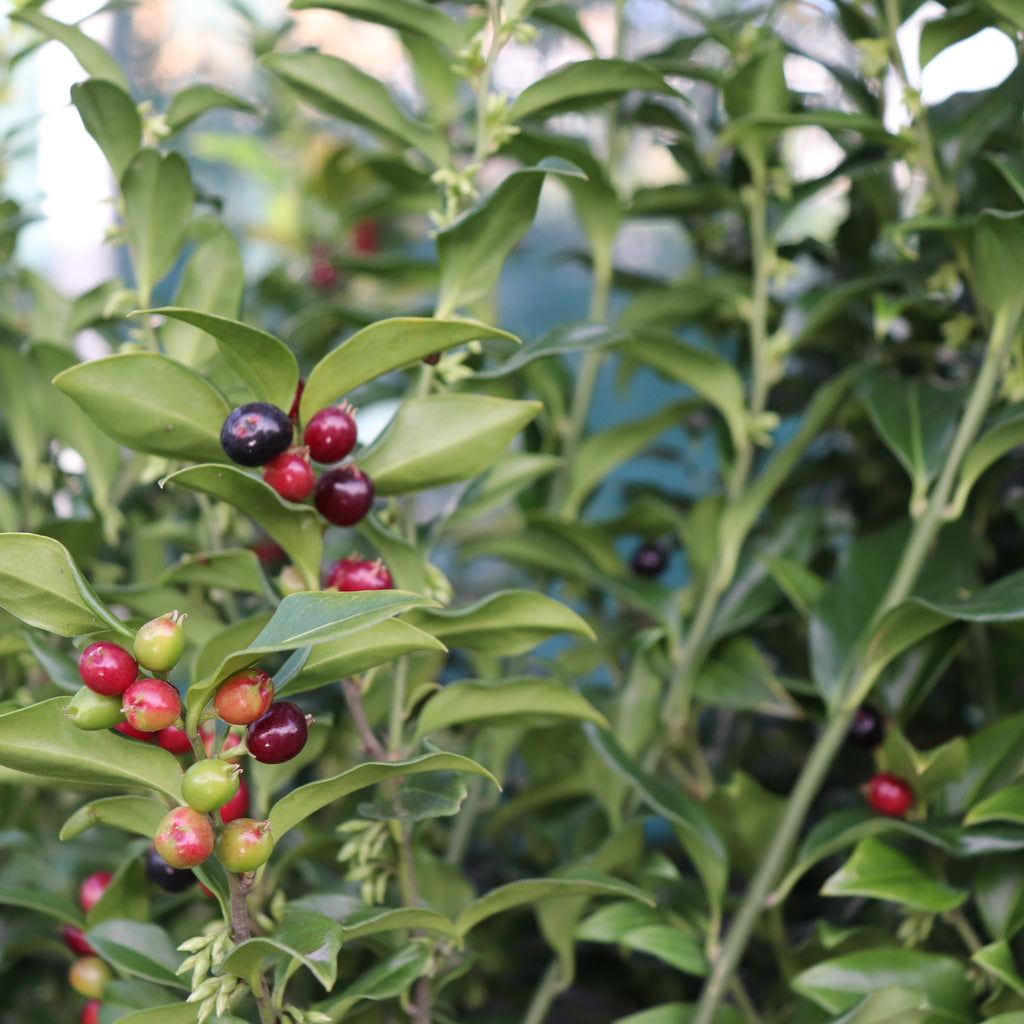 Sarcococca confusa Image