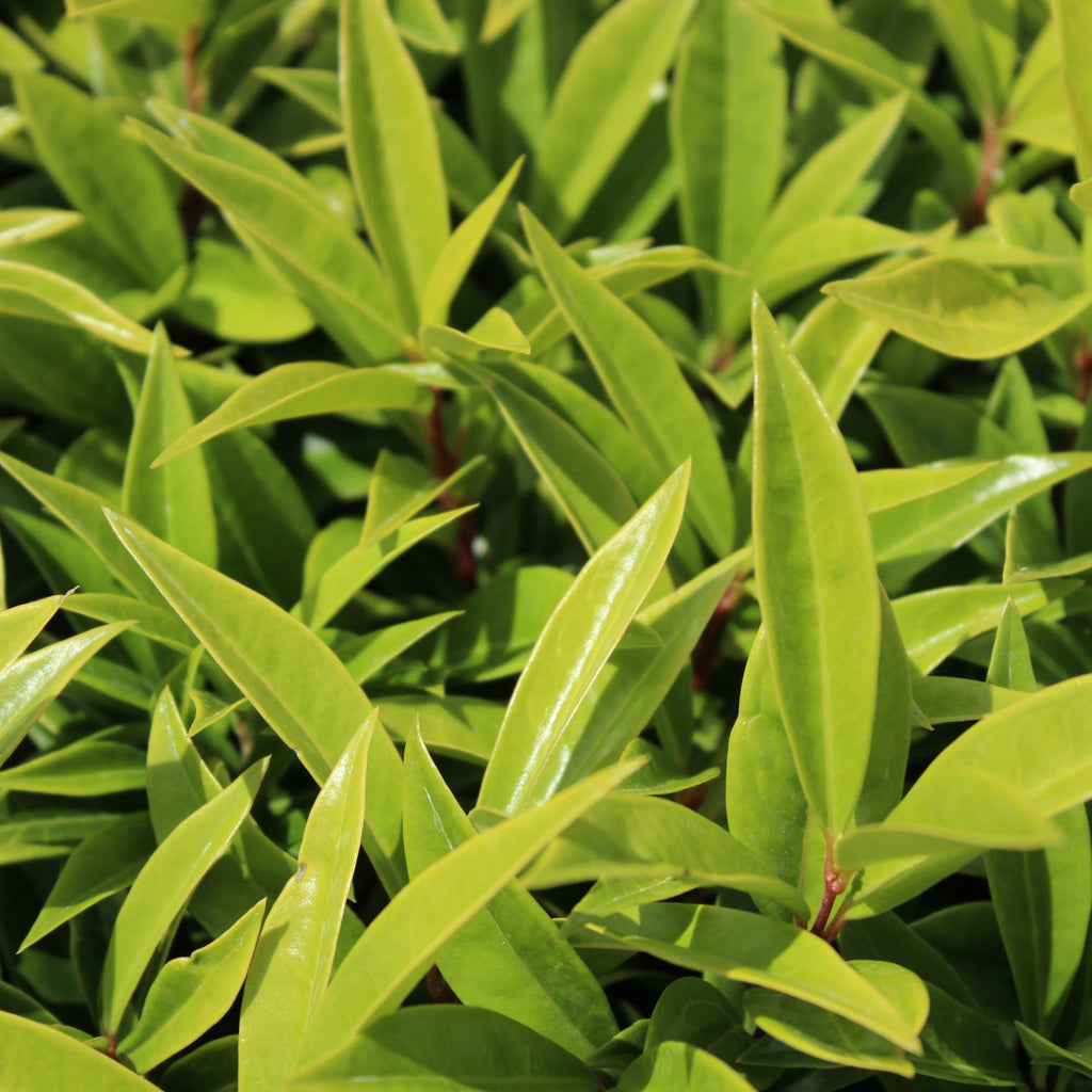 Sarcococca Humilis Sarcococca humilis – Texture Plants, Landscapes, Lush Lawns Christchurch
