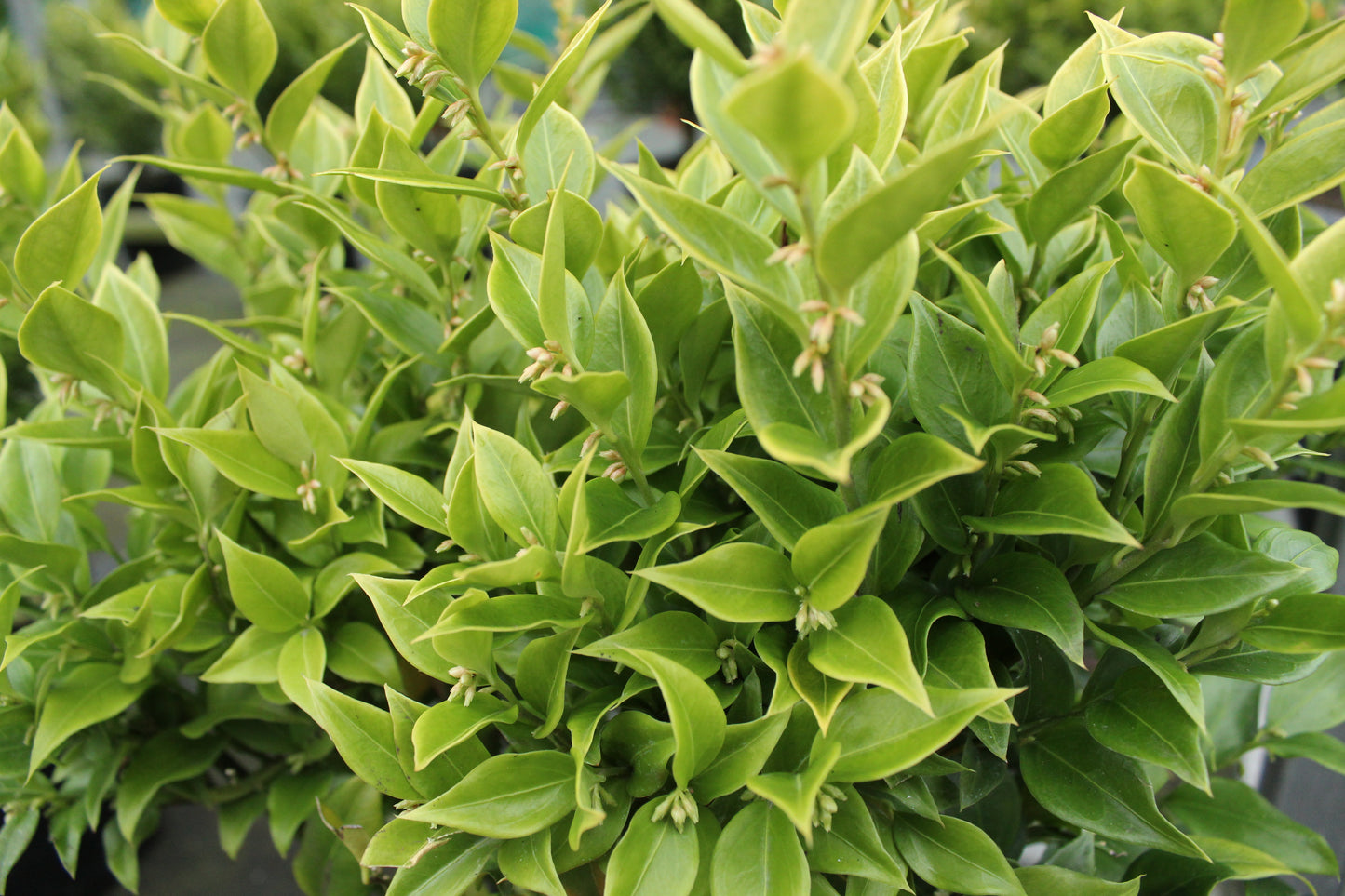 Sarcococca ruscifolia