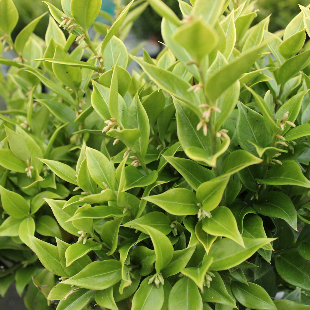 Sarcococca ruscifolia Image