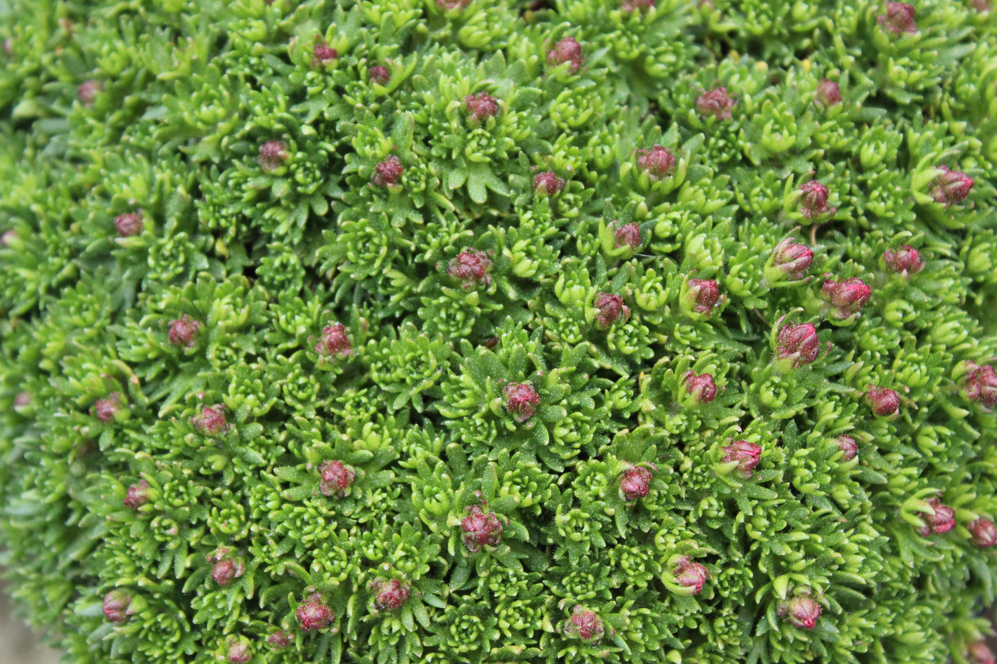 Saxifraga peter pan 2