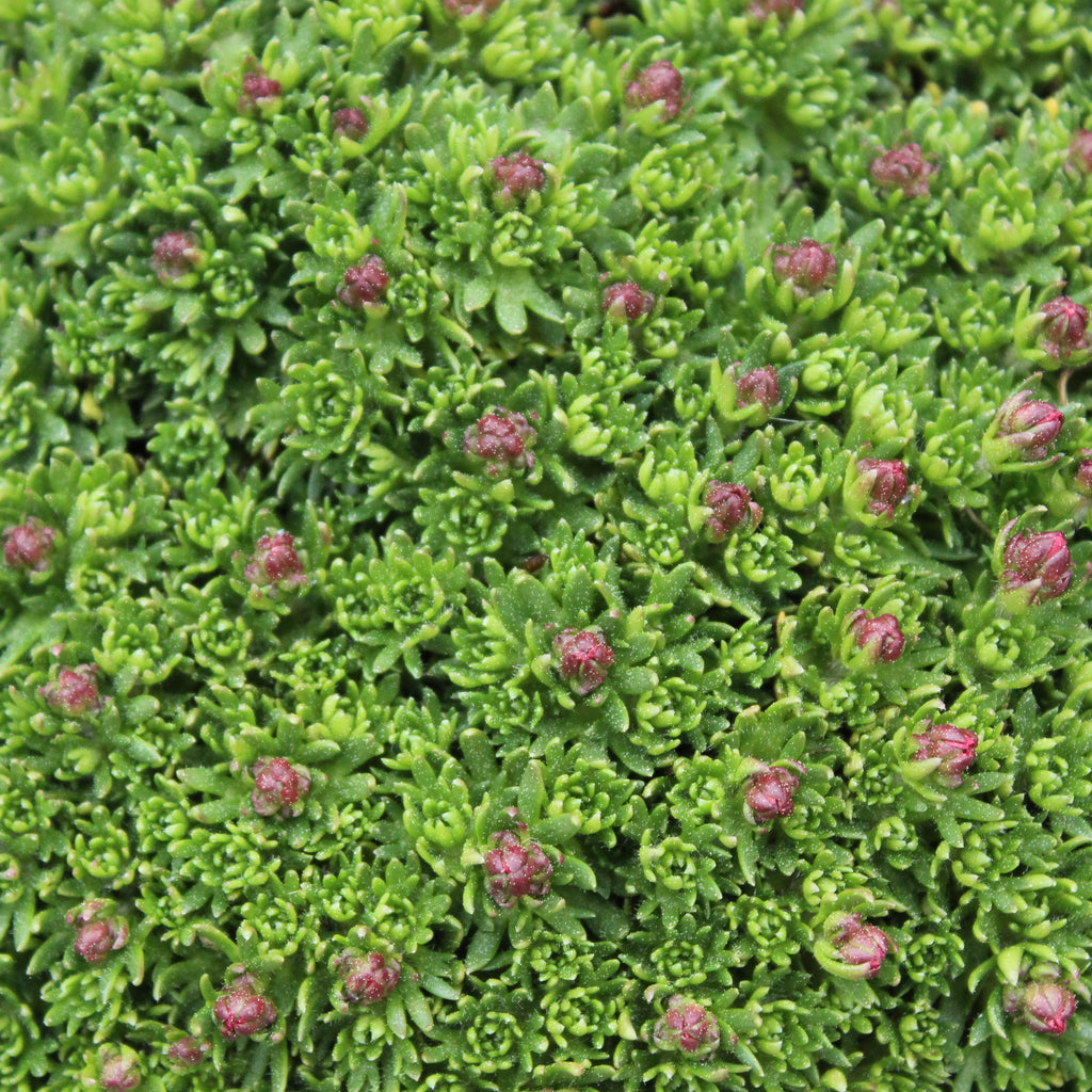 Saxifraga peter pan Image