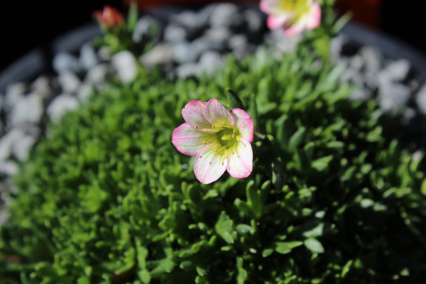 Saxifraga peter pan 3
