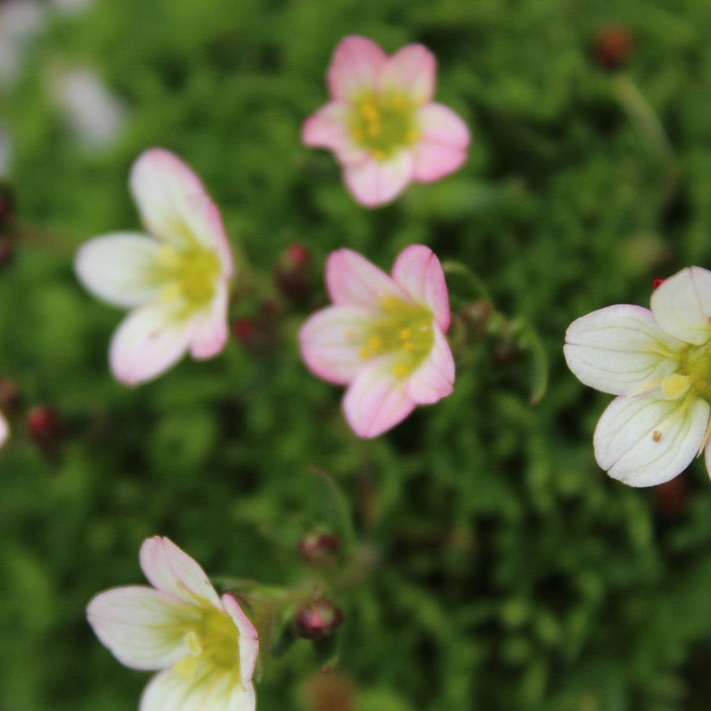 Saxifraga peter pan Image
