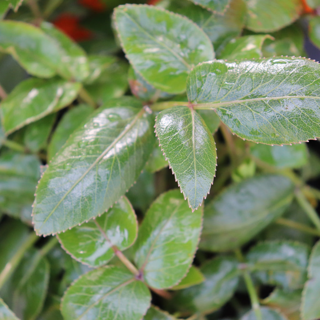 Scandia rosifolia Image