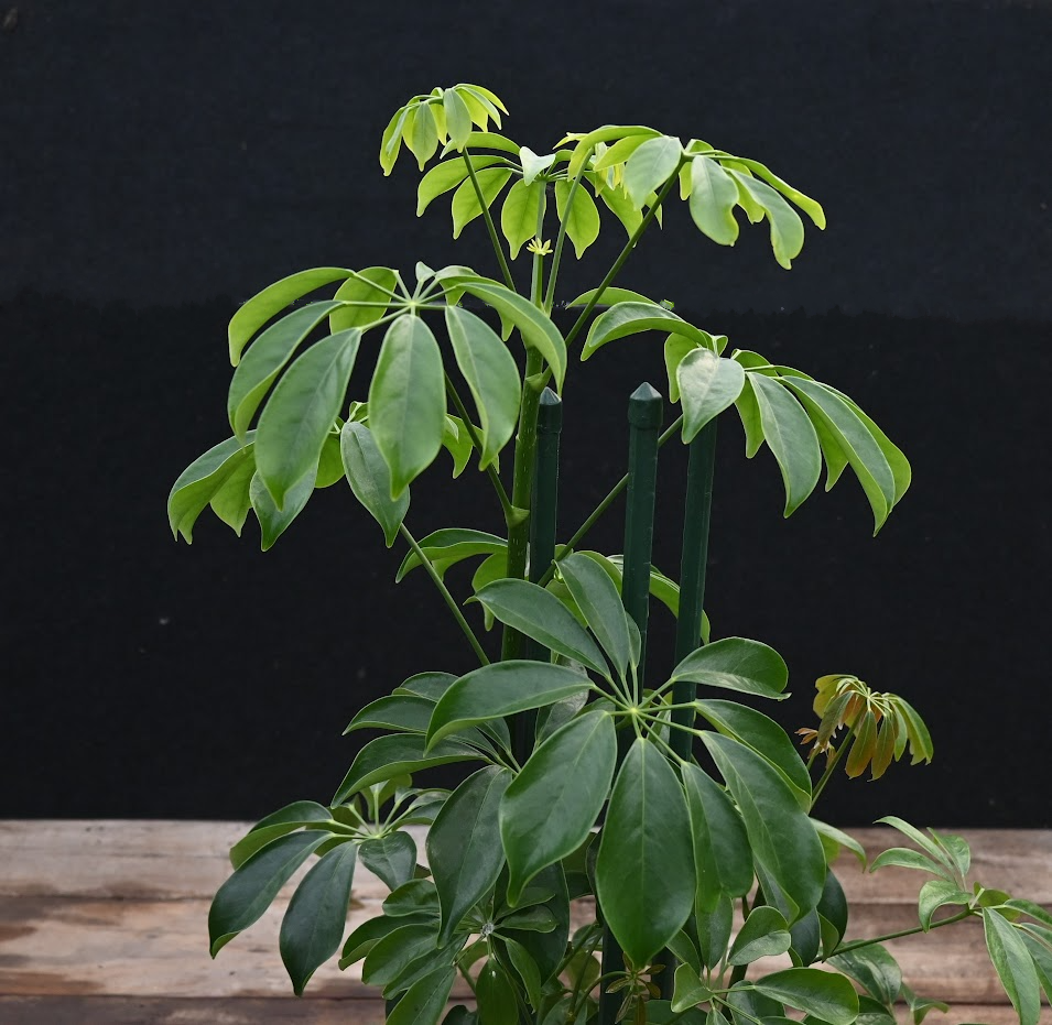 Schefflera Alpine Image