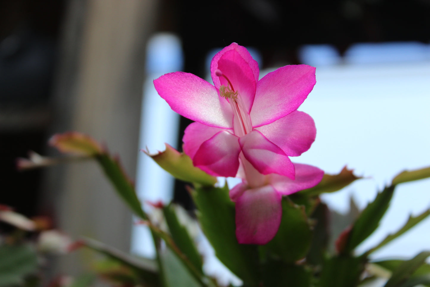 Schlumbergera truncatus 1L