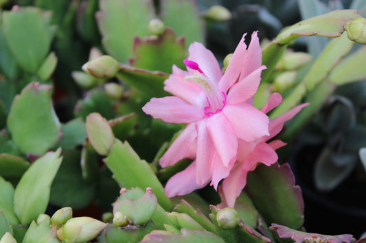Schlumbergera truncatus 1L