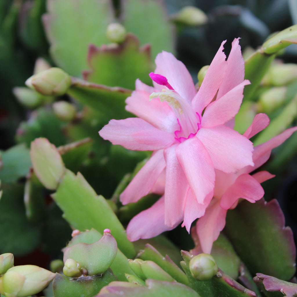 Schlumbergera truncatus 1L Image