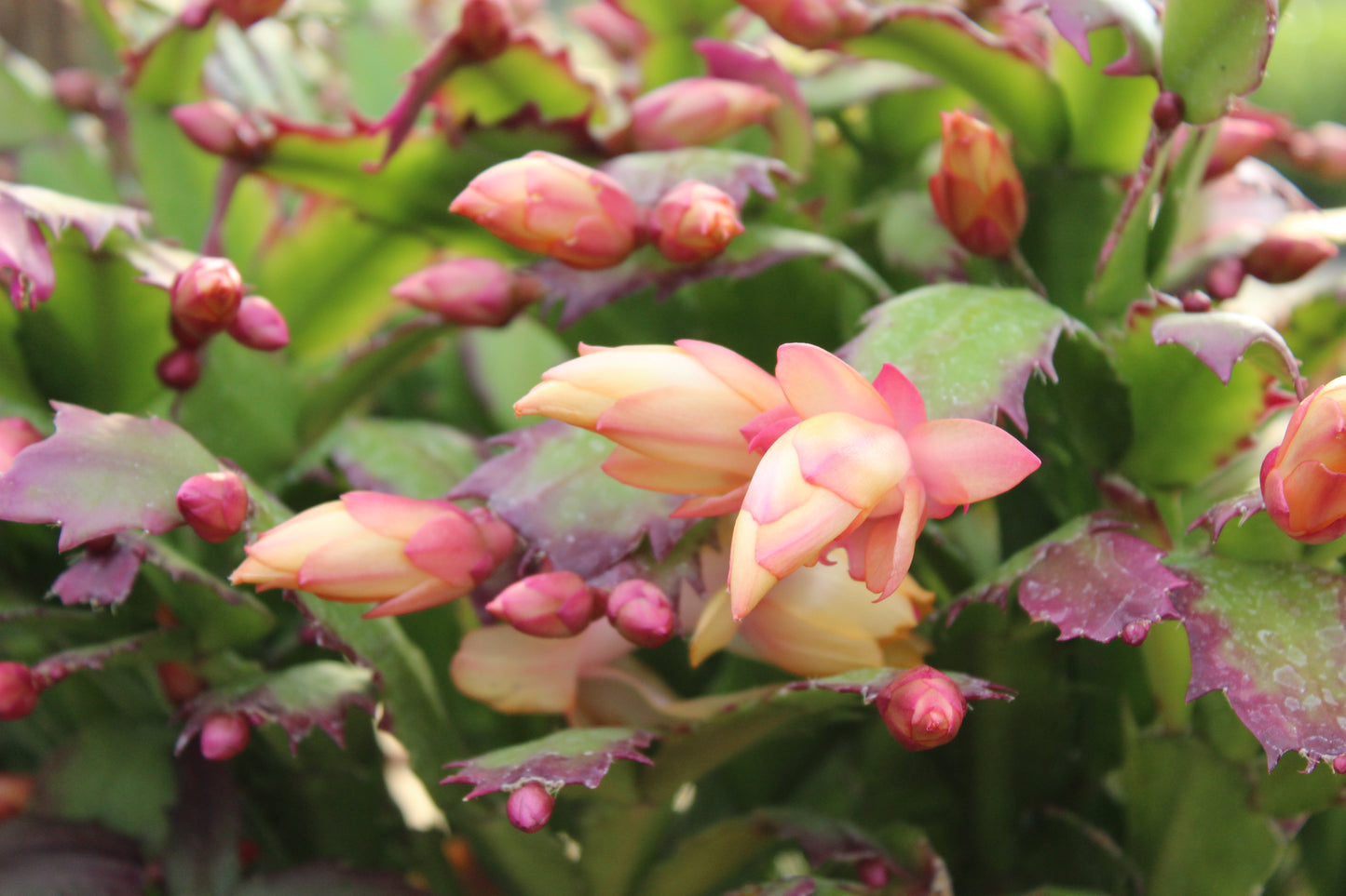 Schlumbergera truncatus 1L 2