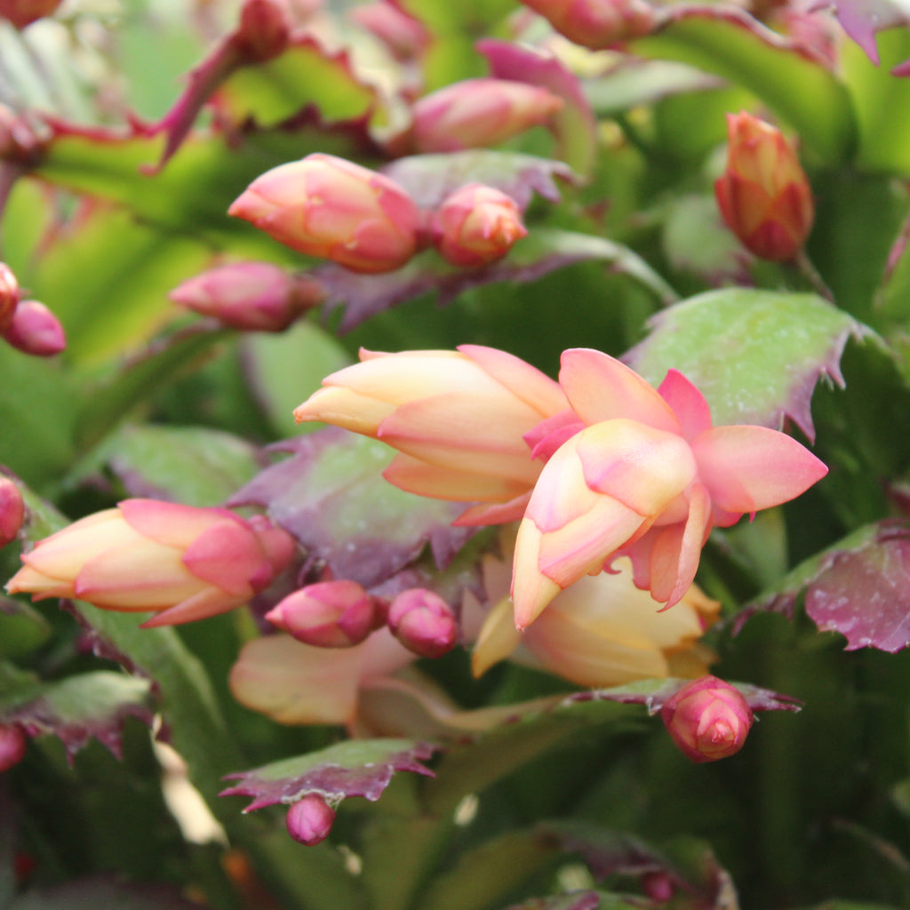 Schlumbergera truncatus 1L Image