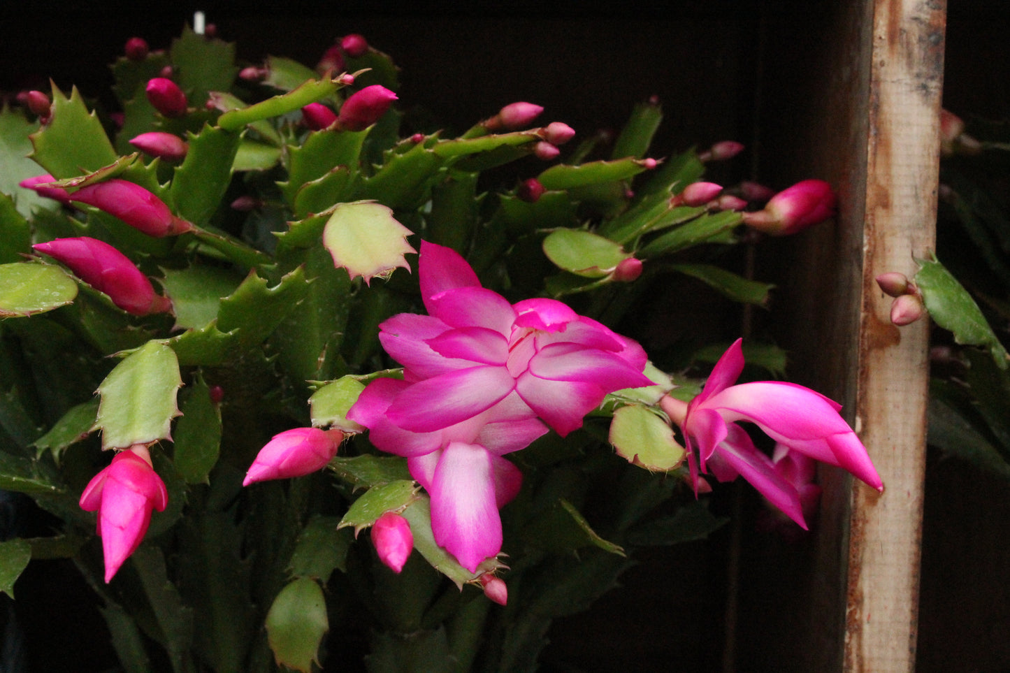 Schlumbergera truncatus Basket