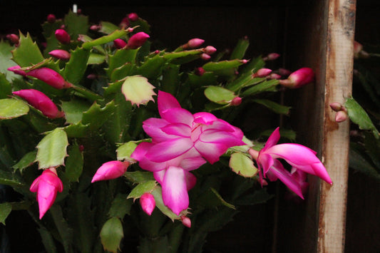 Schlumbergera truncatus Basket