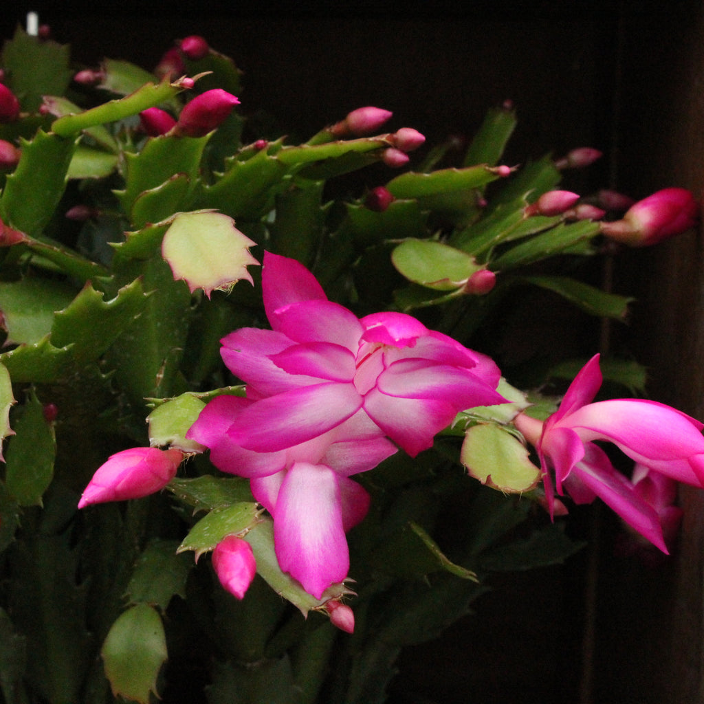 Schlumbergera truncatus Basket Image