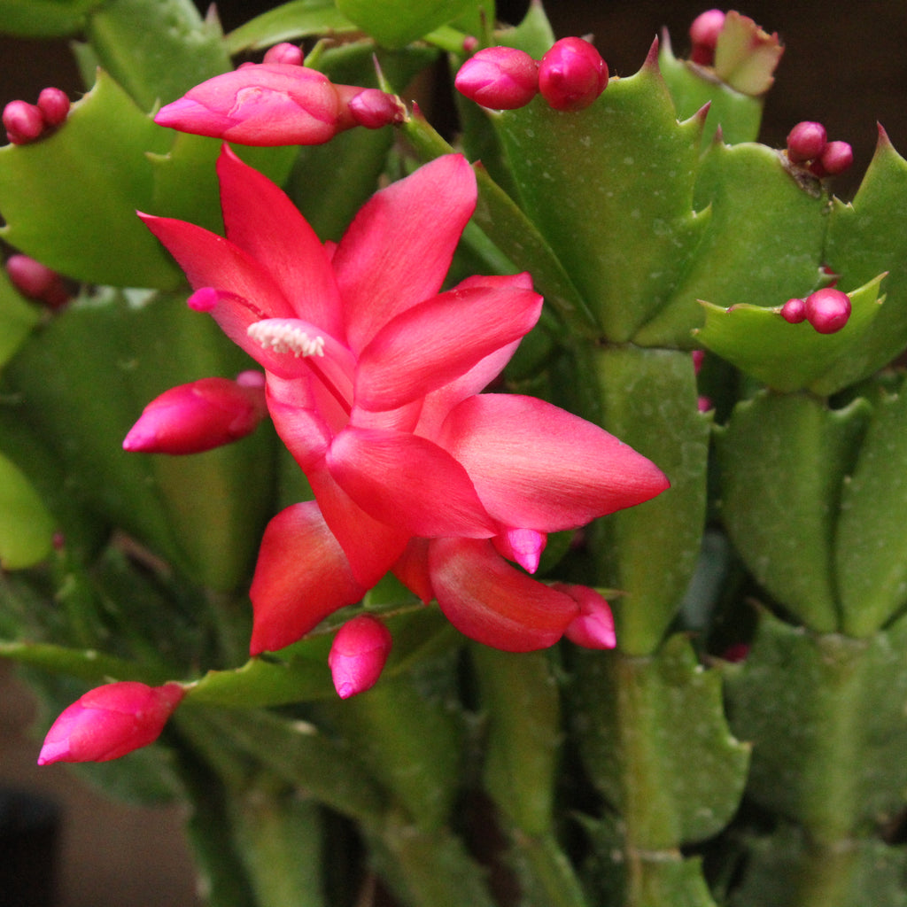 Schlumbergera truncatus Basket Image